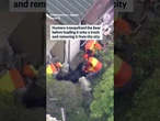 Bear captured after multi-day hunt in Japan