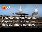 Conclave: gaivotas na chaminé da Capela Sistina roubam a cena no Vaticano e divertem fiéis; vídeo