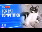 FYI: Top cat competition