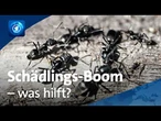 Was tun gegen Ameisen, Kakerlaken und Fruchtfliegen in der Wohnung oder im Haus?