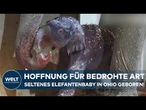 OHIO: Hoffnung für bedrohte Art – Asiatisches Elefantenbaby stärkt Artenschutz im Columbus Zoo!