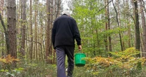 "Czarne diamenty" rosną w polskich lasach. 1 kg kosztuje 4 tys. zł