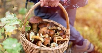 Sezon na grzyby rozpoczęty. Lasy Państwowe wydały komunikat dla grzybiarzy
