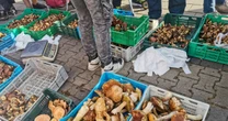 Taka sprzedaż grzybów jest nielegalna. Sanepid wystawi wysoki mandat