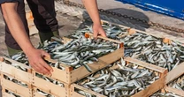 Brytyjczycy w strachu, rząd uspokaja. Chodzi o ryby do "fish and chips"