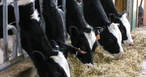 W Chorwacji wykryto ogniska wąglika. Kilkadziesiąt osób na obserwacji