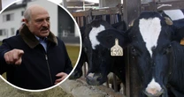 Pomór bydła na Białorusi, zmarło 202 tys. krów. Łukaszenka zaczął oskarżać