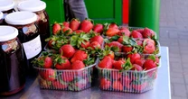 Cieszą się, gdy widzą greckie truskawki. Polscy plantatorzy sporo zyskają