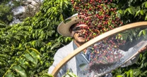 Popularna forma odpoczynku. Łączy turystów z plantatorami kawy
