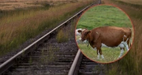 PKP ma dość. Posypią się pozwy dla rolników