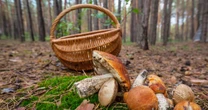 Grzybów w lasach jak na lekarstwo. Obrodziło za to innym leśnym skarbem