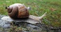Sezon na winniczki już ruszył, znamy tegoroczne stawki. Zbieraczy obowiązują ścisłe normy