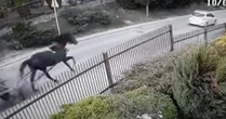 Spłoszony koń na Zakopiance