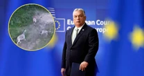 "Putinowska dacza" Orbana wywołała skandal. Na trawie pasły się zebry
