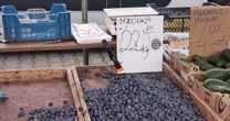 Owocowy przekręt na targach kwitnie. "To nie może być borówka krajowa"
