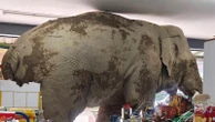 Hungry elephant raids grocery store for snacks