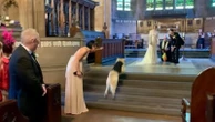 Golden retriever steals the show as wedding ring bearerWedding guests cheered on the dog as he made his way down the aisle.4/26/2024 11:42:35 EDT