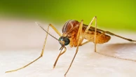 West Nile virus cases running higher than normal, prompting health warningsHealth officials say West Nile virus infections are intense this year, with 40% more cases than usual12 minutes ago