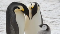 Emperor penguins show dramatic decline in region of Antarctica, satellite photos show