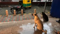 India's top court orders stray dogs to be removed from New Delhi streetsIndia’s top court has ordered authorities in New Delhi to start removing all stray dogs from its streets and to sterilize and relocate them to shelters permanently2 hours ago