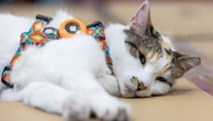 Missing Virginia store cat found after hitching a ride to another stateFrancine the cat is back home at a Lowe’s store in Virginia after going missing for a few weeks18 minutes ago