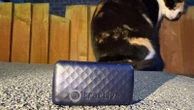 One Tech Tip: No more lost cats and dogs. Use tech to track your pet