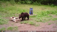 Lithuanian hunters refuse a government request to shoot a wild bear in the capital