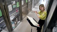 Volunteers use the universal language of music to soothe stressed shelter animals