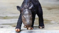 A critically endangered Sumatran rhino named Delilah successfully gives birth in Indonesia