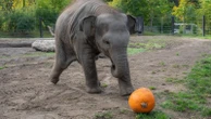 The Associated PressElephant family smashes pumpkins at the Oregon ZooDuring an annual fall event where giant elephants smash massive pumpkins, a baby elephant was too small to crush the largest gourds, which weigh around 1,000 pounds1 hour ago