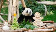 Pandas An An and Ke Ke celebrate their 1st Christmas in Hong Kong