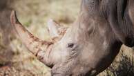 Rhino poaching on the rise in South Africa, new figures show