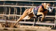 Greyhound racing is increasingly rare worldwide. New Zealand now plans to outlaw the practice