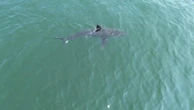 Great white sharks head north, following seals and alarming beachgoers