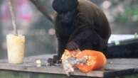 Rio's thirsty zoo animals get icy treats to cool down in Brazil’s stifling summer heat