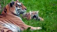 Pair of rare Amur tiger cubs debuting at Minnesota Zoo are raising hopes for the endangered species