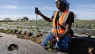 Some West African farmers turn to TikTok as part of agriculture's changing image