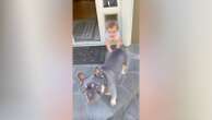 11-month-old adorably gets stuck in doggy doorA video clip of the mishap has gone viral on TikTok.9/17/2024 11:28:00 EDT