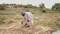 Nigeria has a food security problem as water for crops is harder to find