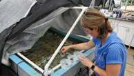 Endangered sea corals moved from South Florida to the Texas Gulf Coast for research and restoration