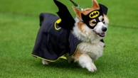 More than 100 teams compete in international Corgi race