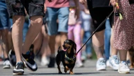 Wiener wonderland: hundreds of dachshunds chase record in Hungary