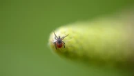 Amid rise in weekly ER visits for tick bites, will this season be worse?