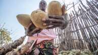 An ancient African tree is providing a new 'superfood' yet local harvesters are barely surviving