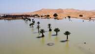 Water gushes through palm trees and sand dunes after rare rain in the Sahara Desert