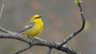 How to turn down the volume and protect wildlife in your yard and gardenGrowing season in many neighborhoods brings an onslaught of lawnmowers, leaf blowers and other power tools43 minutes ago