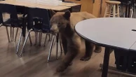 Bear lets itself into classroom, surprises teacher