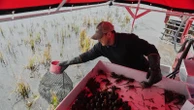 Giant snails and tiny insects threaten the South's rice and crawfish farms
