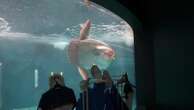 Sunfish that began ailing after aquarium's closure recovers after human cutouts set up outside tank