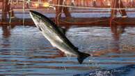 An environmental group files intent to sue a salmon farmer for pollution off Maine's coast